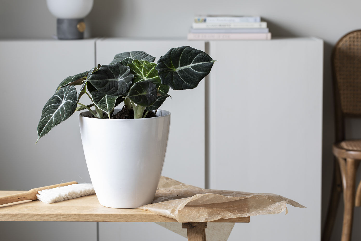 Alocasia Black Velvet Alocasia Black Velvet
